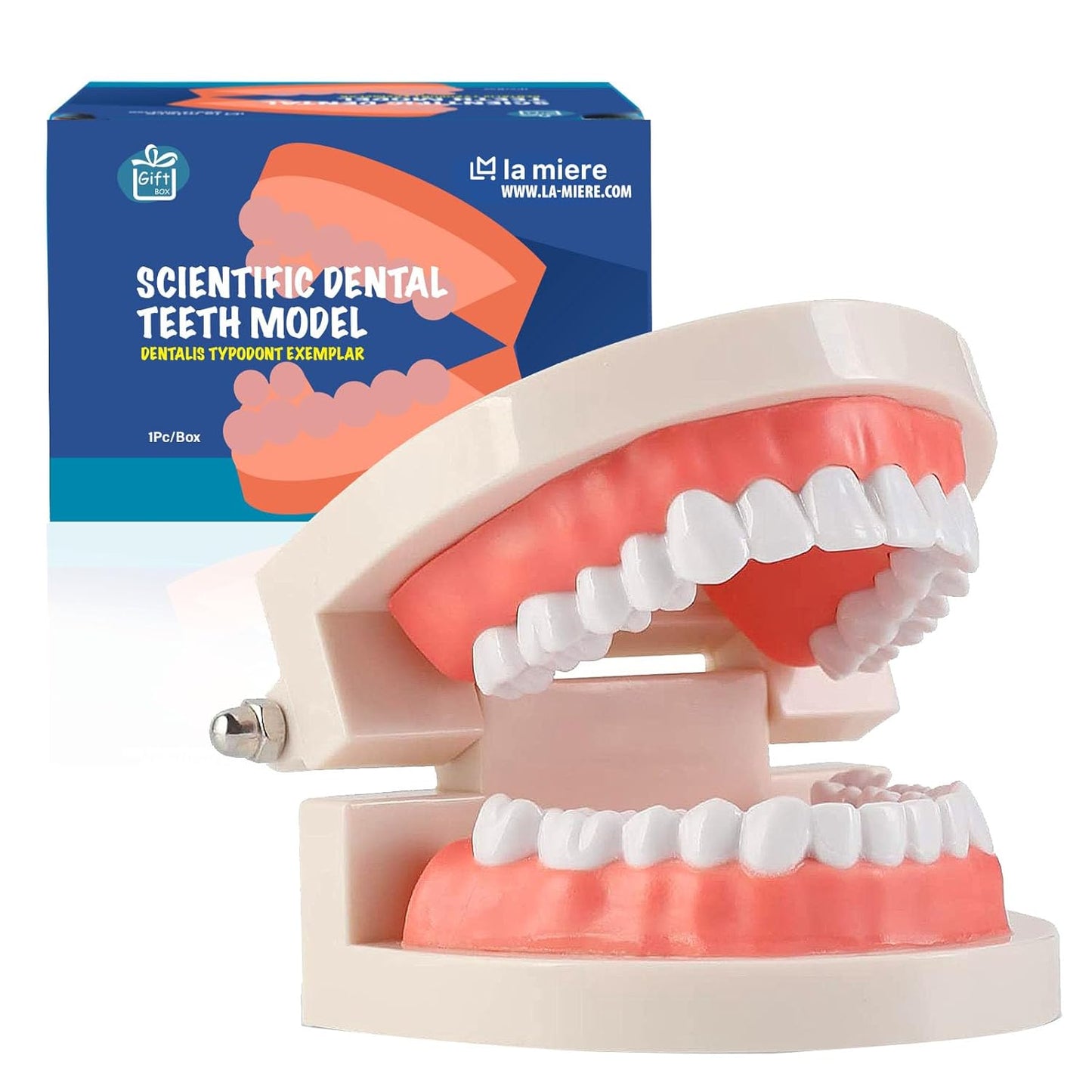 LA MIERE 1 Pack Standard Teeth Model Adult Standard Typodont Demonstration Denture Model