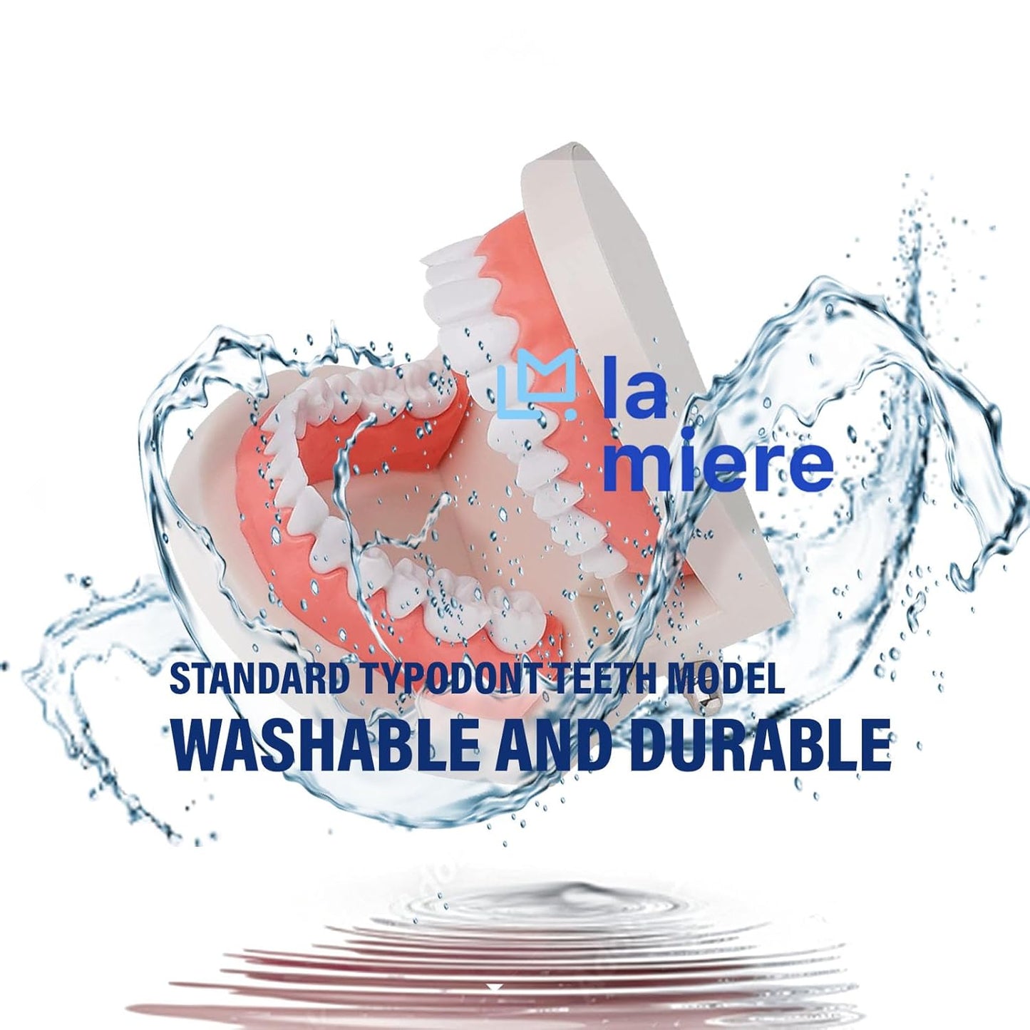 LA MIERE 1 Pack Standard Teeth Model Adult Standard Typodont Demonstration Denture Model