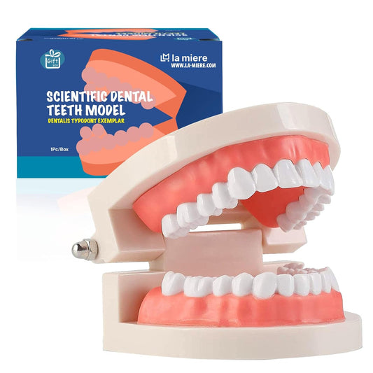 LA MIERE 1 Pack Standard Teeth Model Adult Standard Typodont Demonstration Denture Model